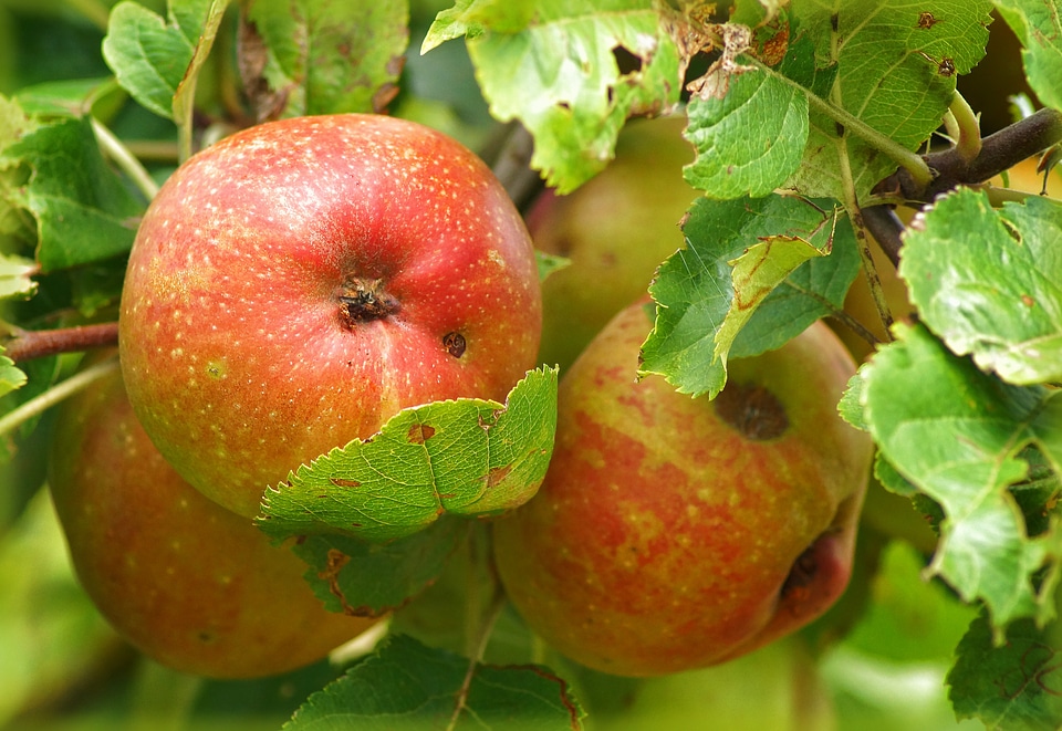 Apple tree vitamins fruits