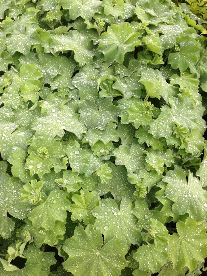 Green plant fresh