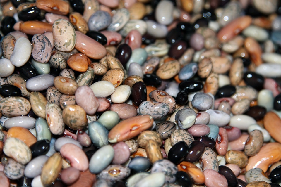 Healthy vegetarian legumes