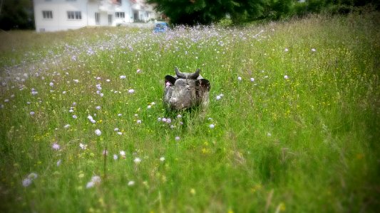 Kuh auf Wiese photo