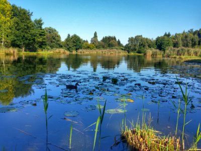 Weiher am Märwiler Ried, Märwil (Thurgau)