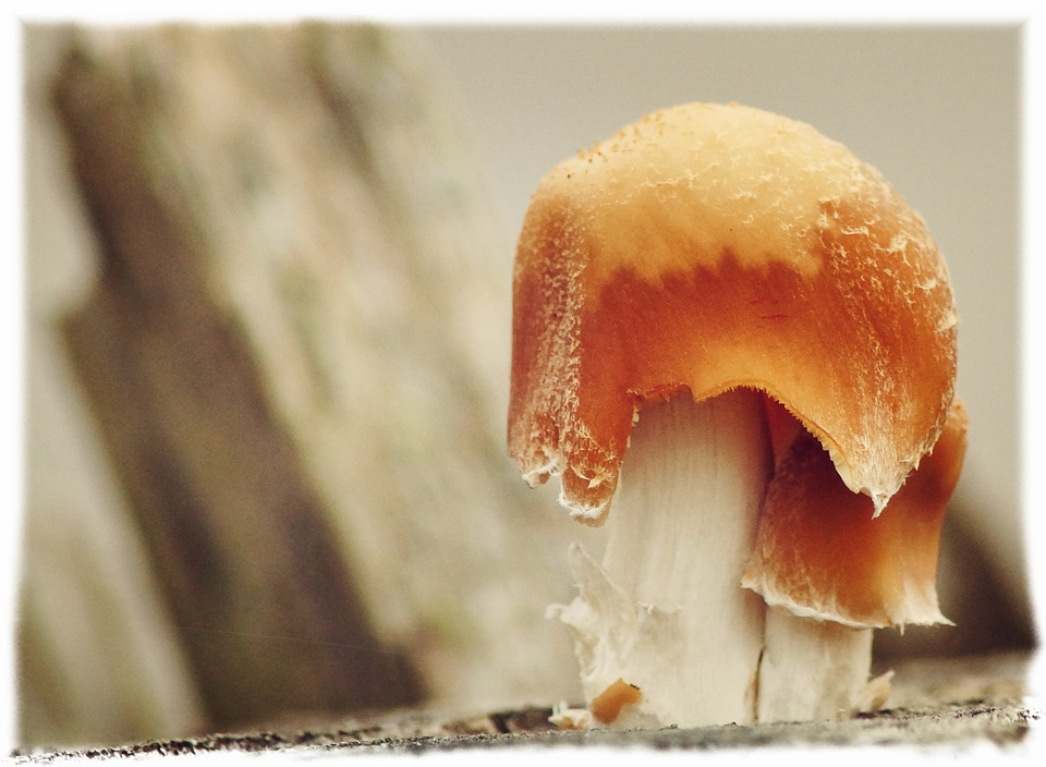 Mushrooms on tree autumn nature