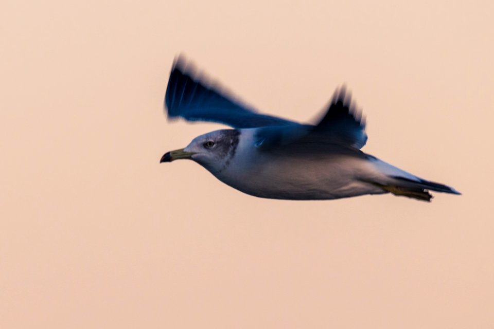 Black-tailed gull