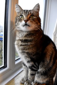 Top Cat