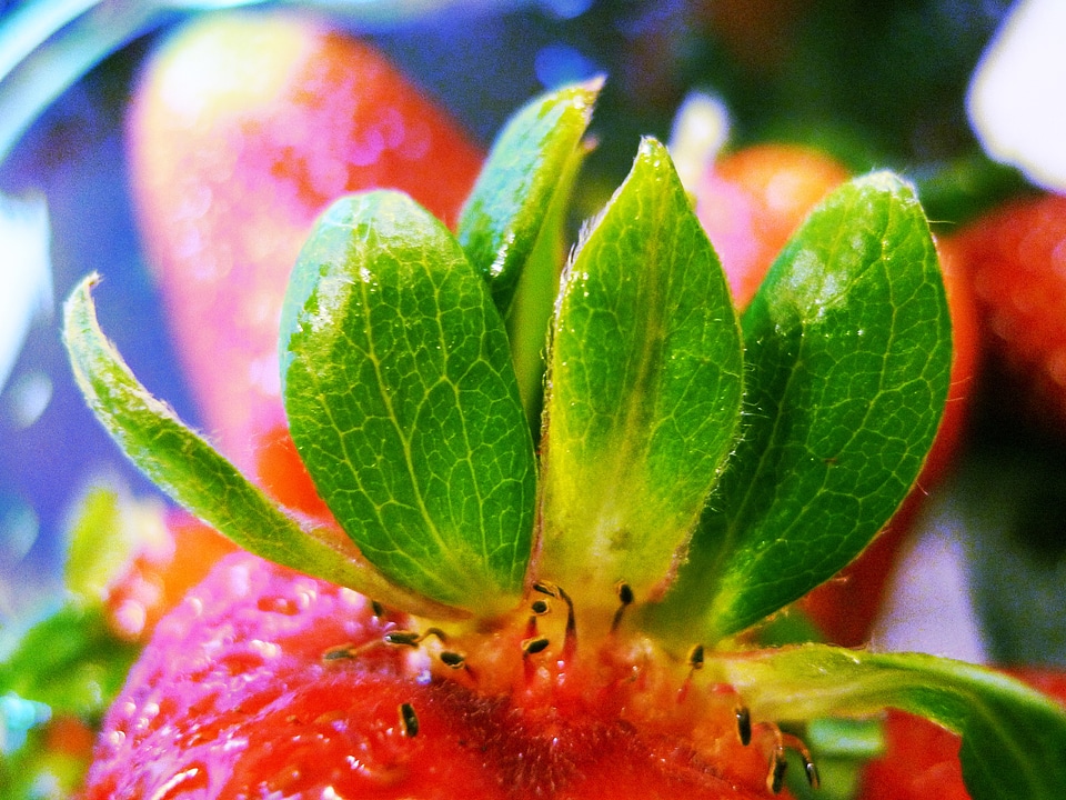 Berry red green