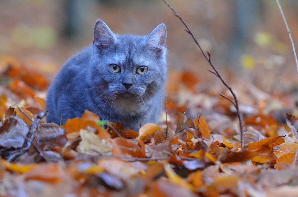 Blue forest kitten