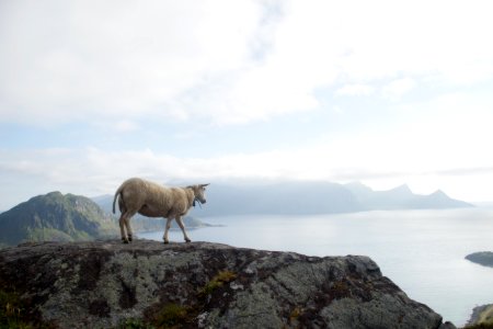 Haukland sheep