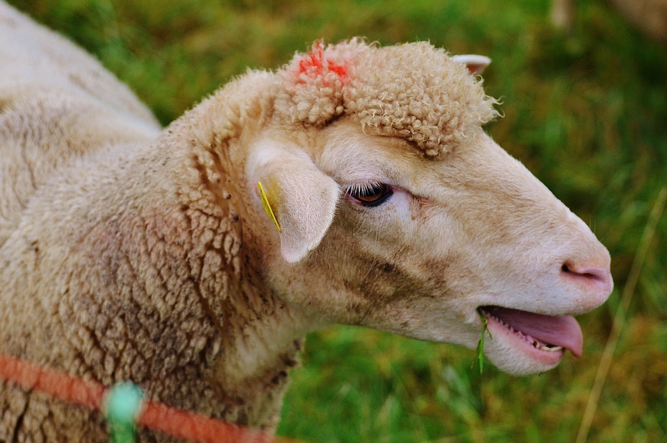 Livestock graze animal