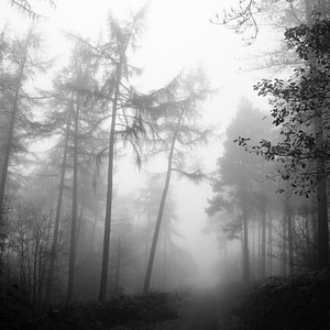 Tree mystery mist photo