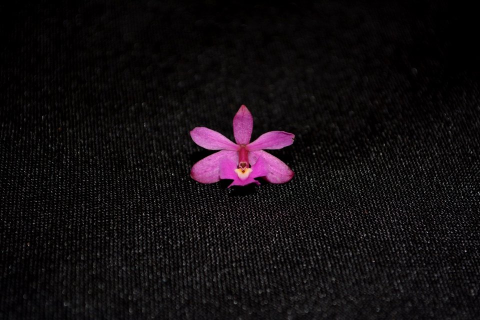 Epidendrum sp.