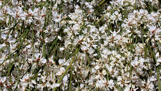Floral 00109