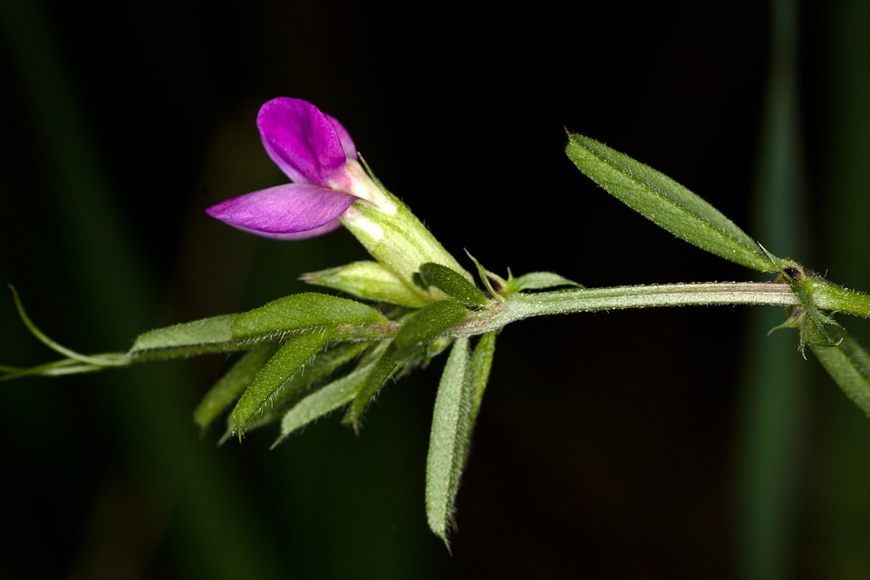 Lathyrus vernus spring pea purple flower
