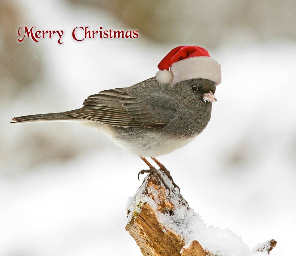 Bird christmas motif greeting card