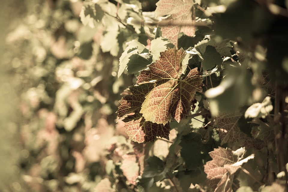 Red vine leaves vines