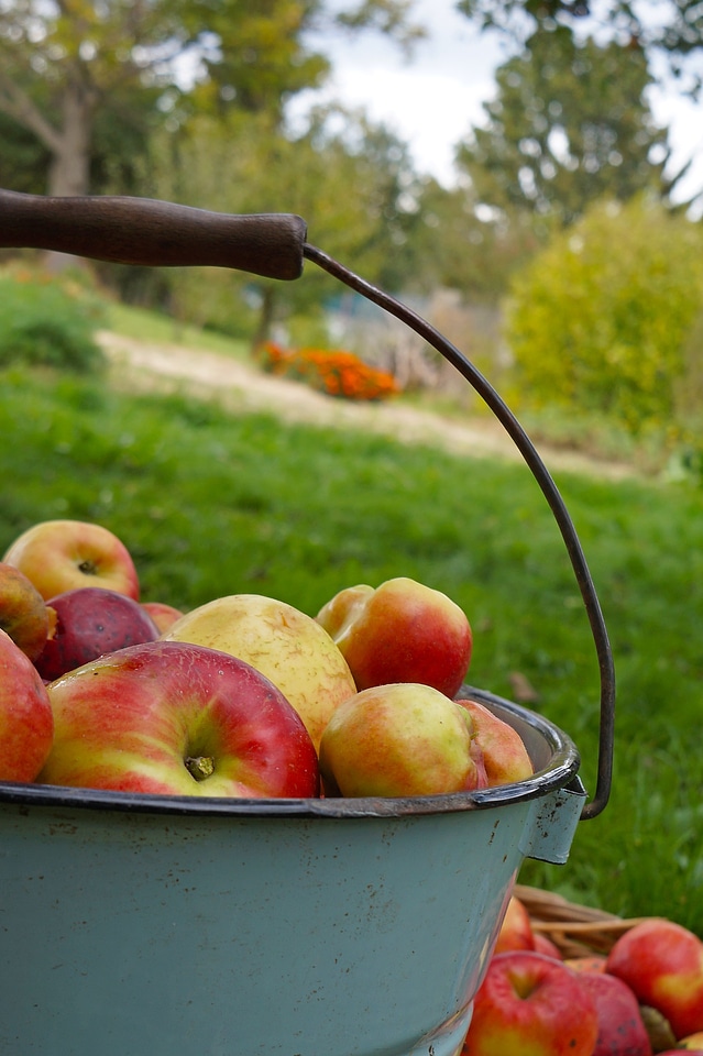Garden the orchard backet