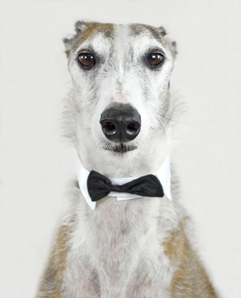 Spanish greyhound fly collar
