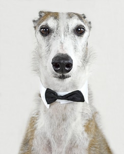 Spanish greyhound fly collar photo