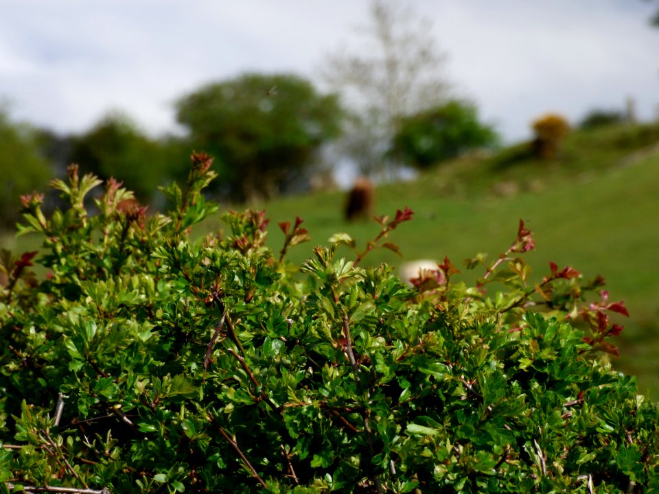 Hedge