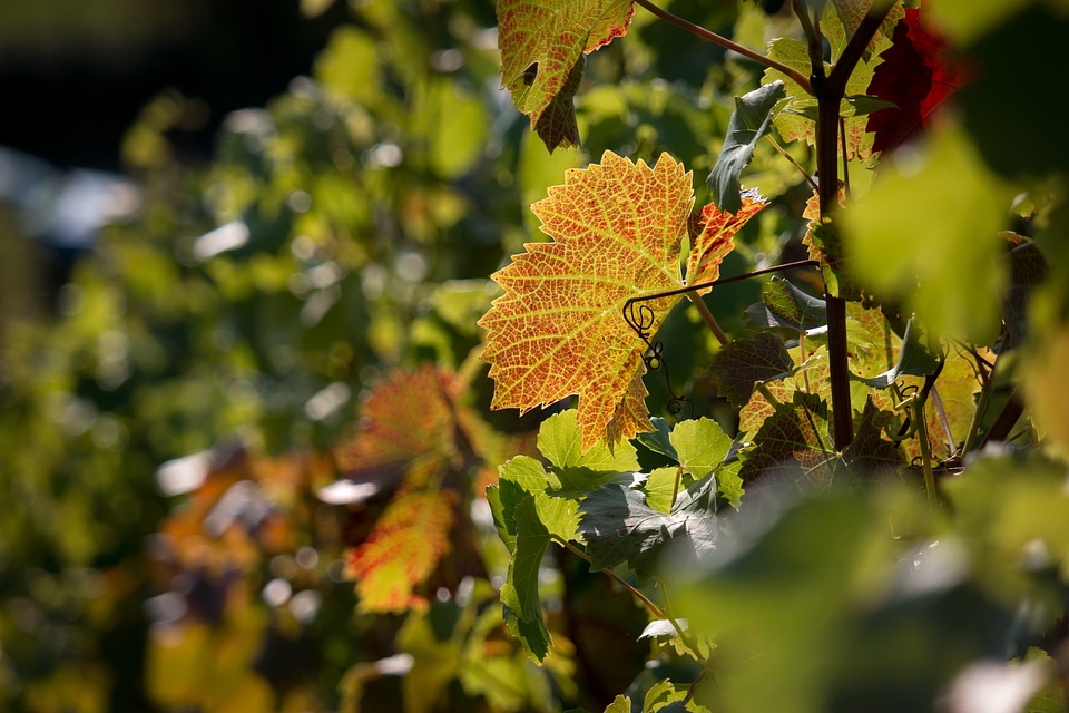Red vine leaves vines