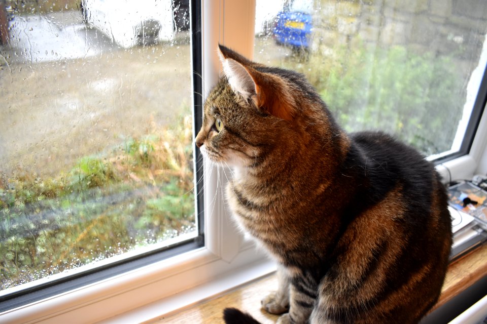 Top Cat