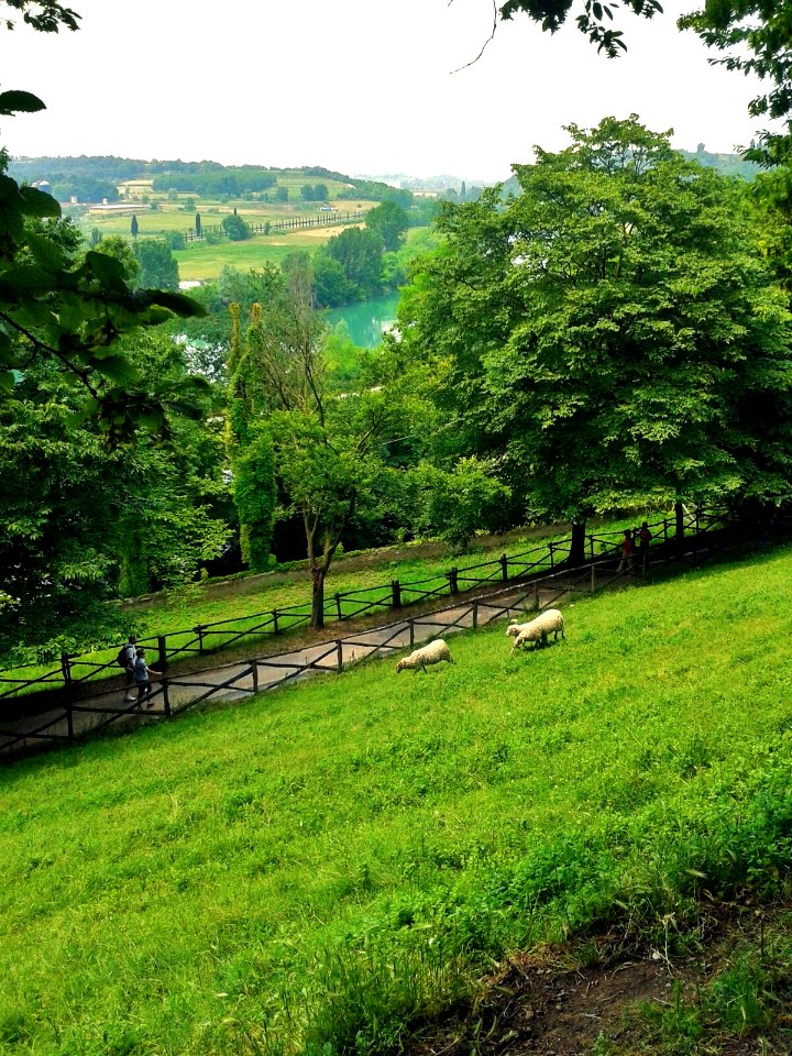 sheep meeting