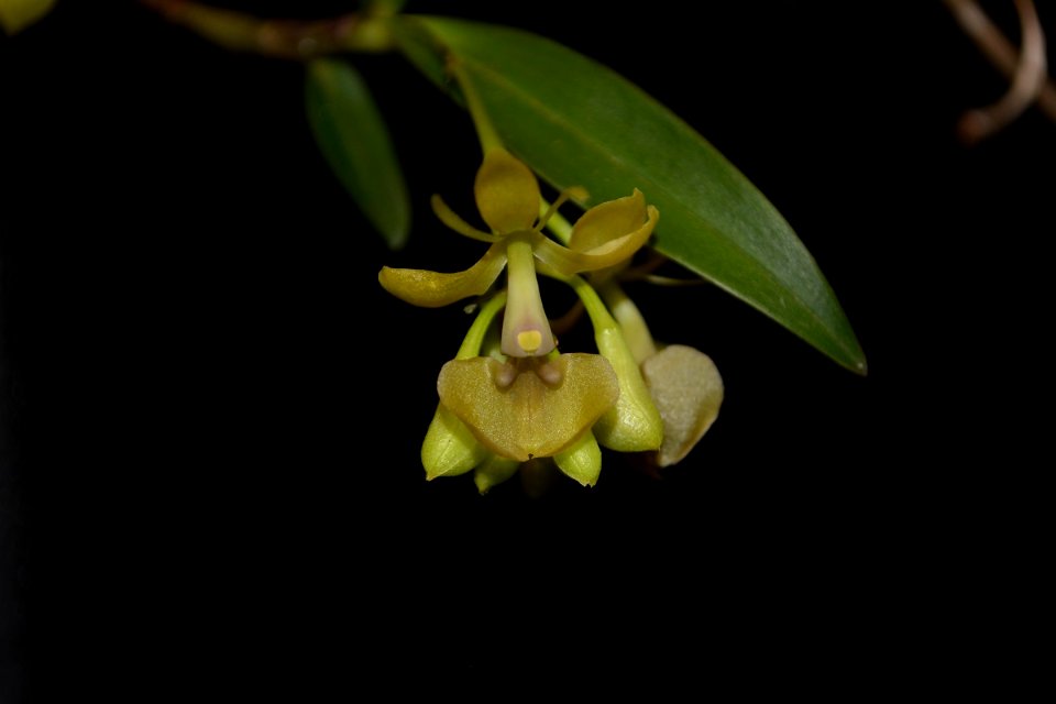 Epidendrum sp.