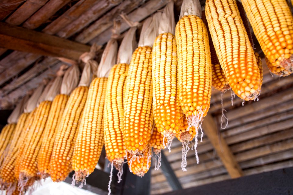 ice corn!!