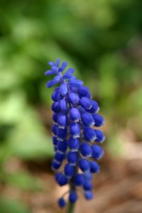 MHP Grape-Hyacinth photo