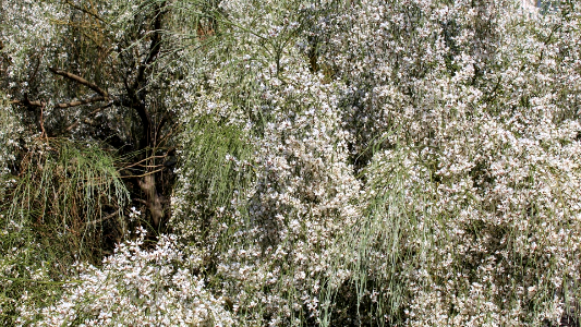 Floral 00209