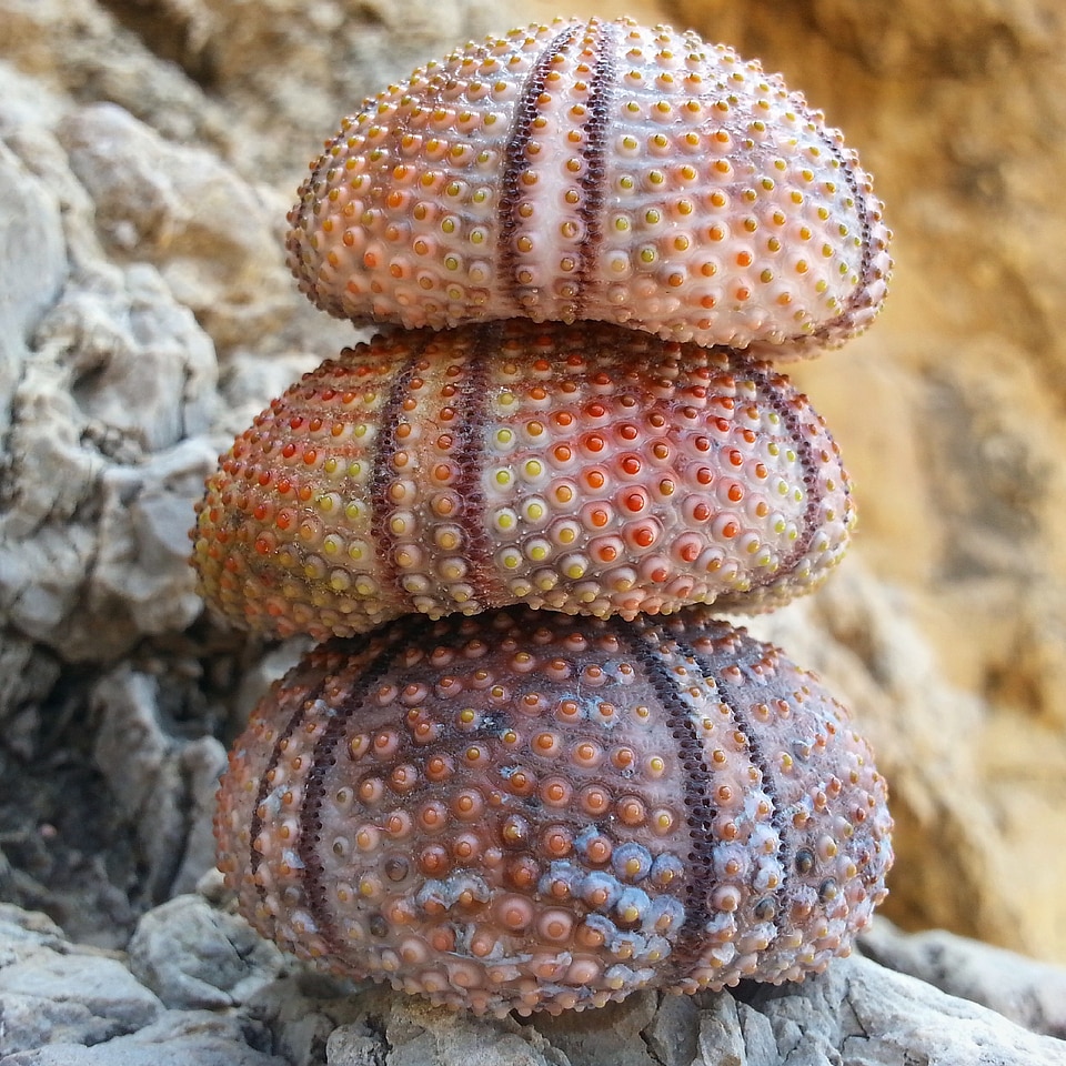 Nature beach chestnut photo