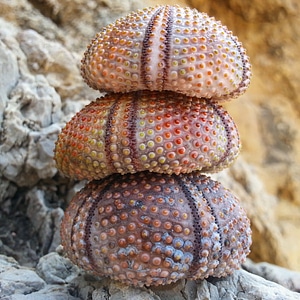 Nature beach chestnut