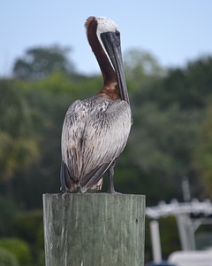Bird nature wildlife