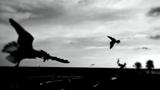 Barcelona's seagulls