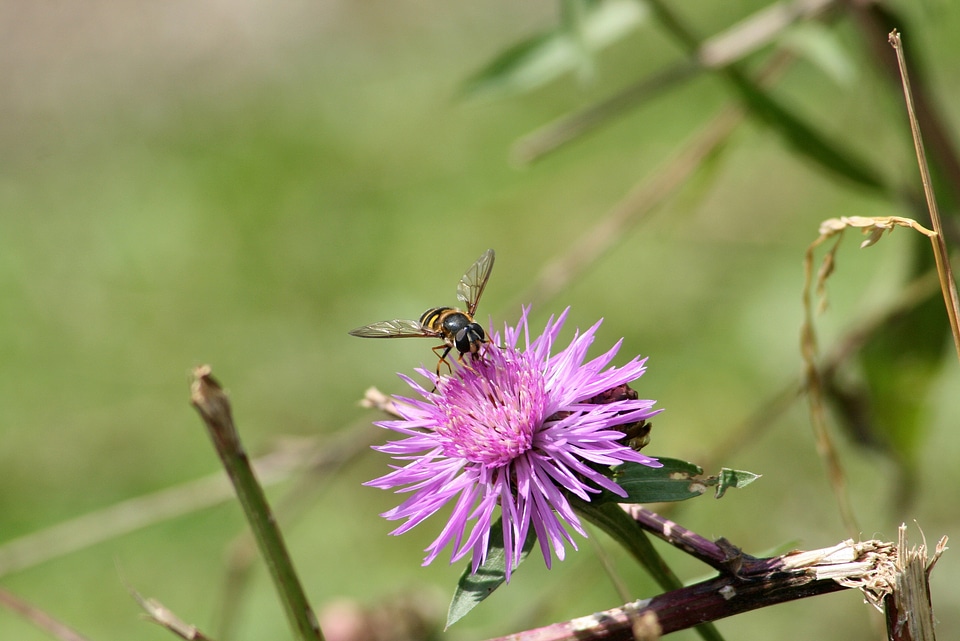 Wild flower meadow agra plant