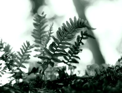 Polypodium vulgare