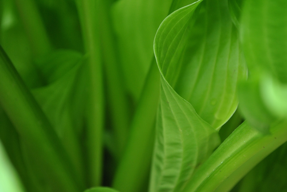 Green foliage environment