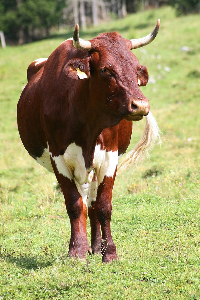 Pets browse livestock
