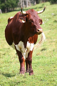 Pets browse livestock