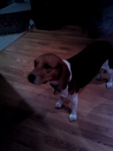 MHP Beagle-Puppy