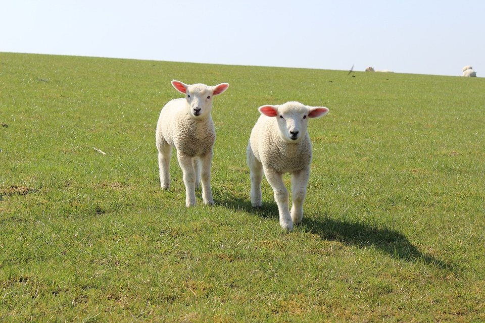 Nature schäfchen livestock