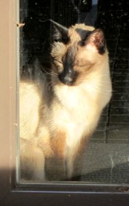 MHP Siamese-Sunning-Behind-Glass