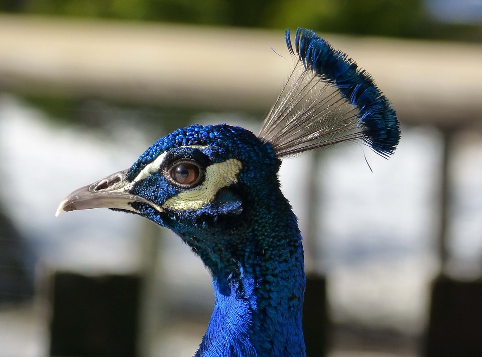 Blue bird portrait