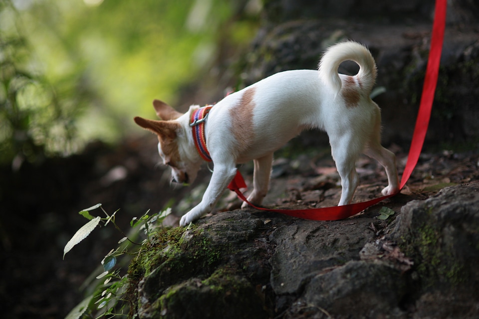 Burt's bees dog chihuahua