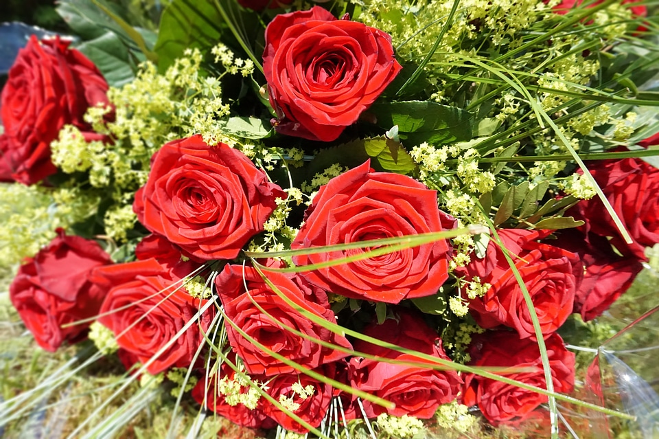 Blossom bloom red
