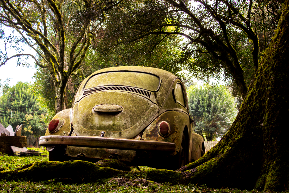 Quando um fusca deixa de ser carro e se torna natureza