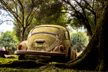 Quando um fusca deixa de ser carro e se torna natureza