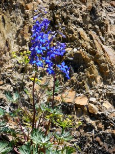 larkspur blue purple wildflowers alpine summer c bubar june 15 2014