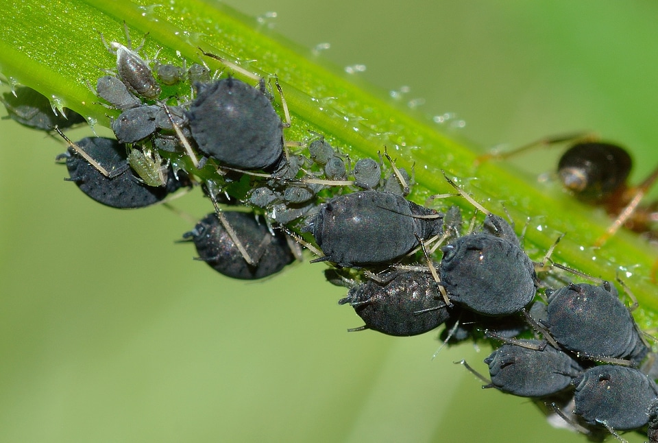 Aphis fabae insects
