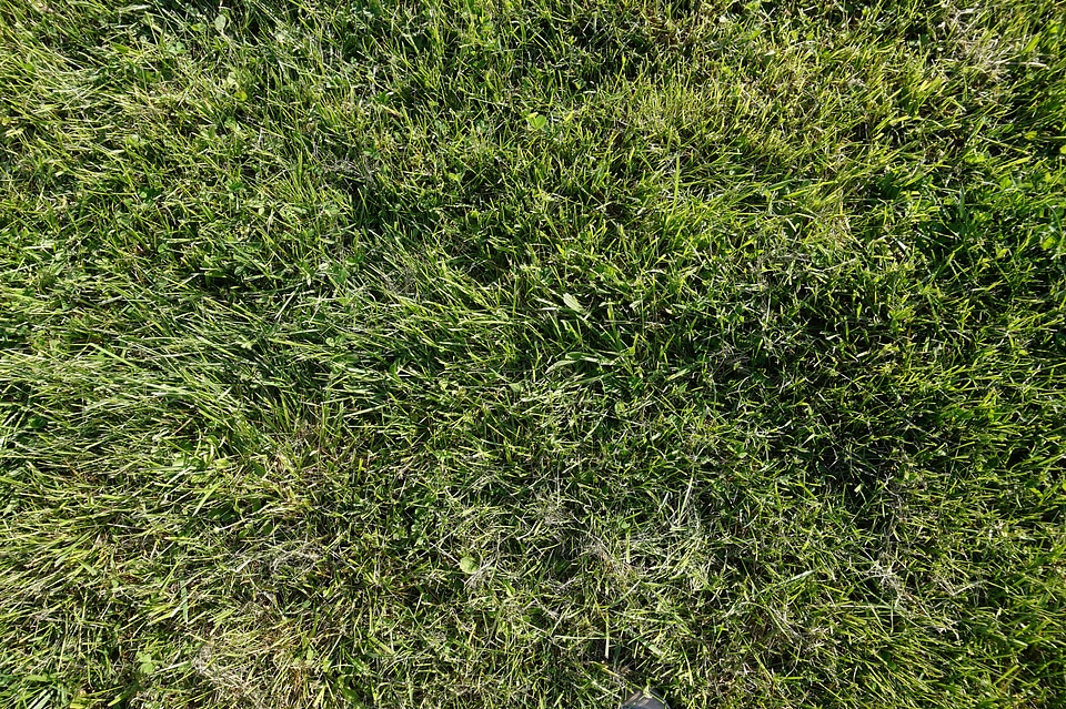 Grasses nature blade of grass