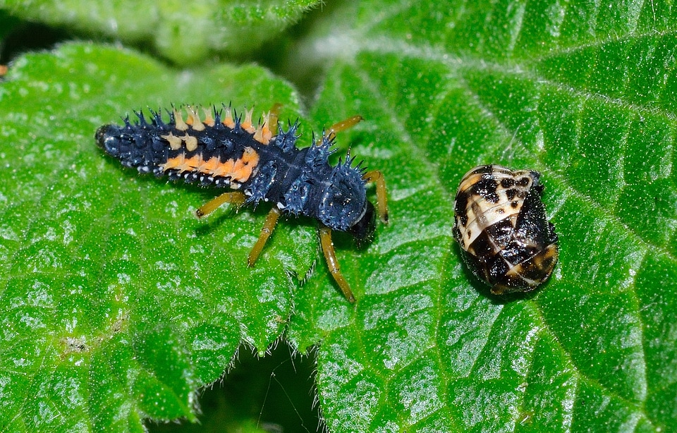 Ladybug larva harmonia